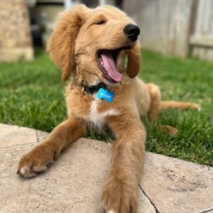 Meet your Posher, Gem